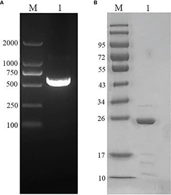 An Eimeria maxima Antigen: Its Functions on Stimulating Th1 Cytokines and Protective Efficacy Against Coccidiosis